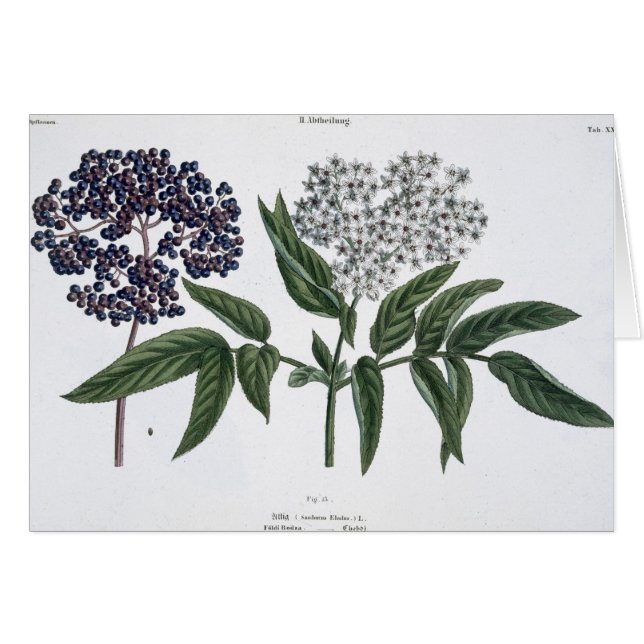 Cartão Pessoa idosa, Fig. 13 "do Landsman novo", publishe (Frente Horizontal)