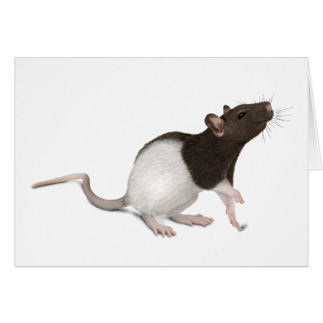 Cartão Pet Rat Painting (Frente Horizontal)