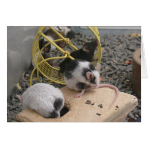 Cartão Pet Store Critres