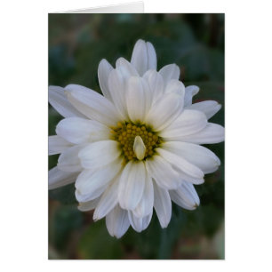 Cartão pétala branca torcida