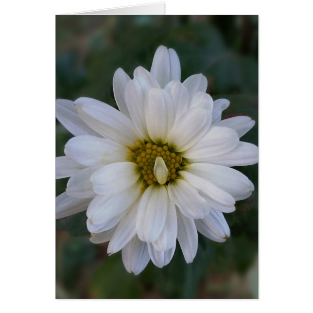 Cartão pétala branca torcida (Frente)