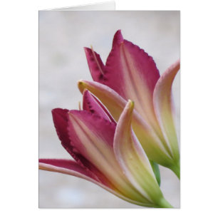 Cartão Pétalas da abertura - hemerocallis