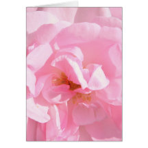 pétalas de rosa rosa pálido
