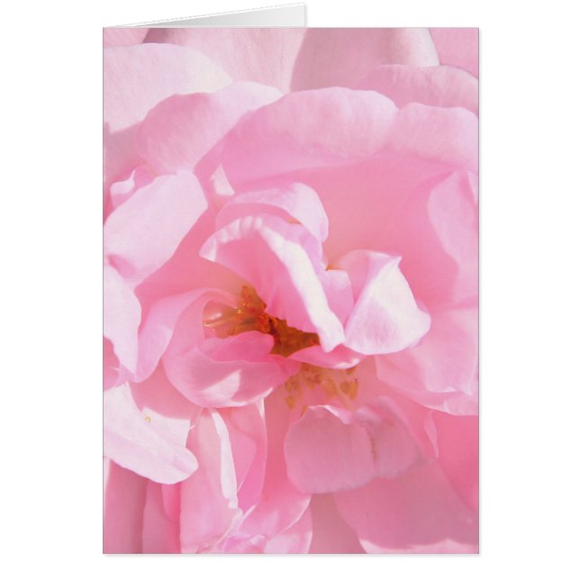 Cartão pétalas de rosa rosa pálido (Frente)