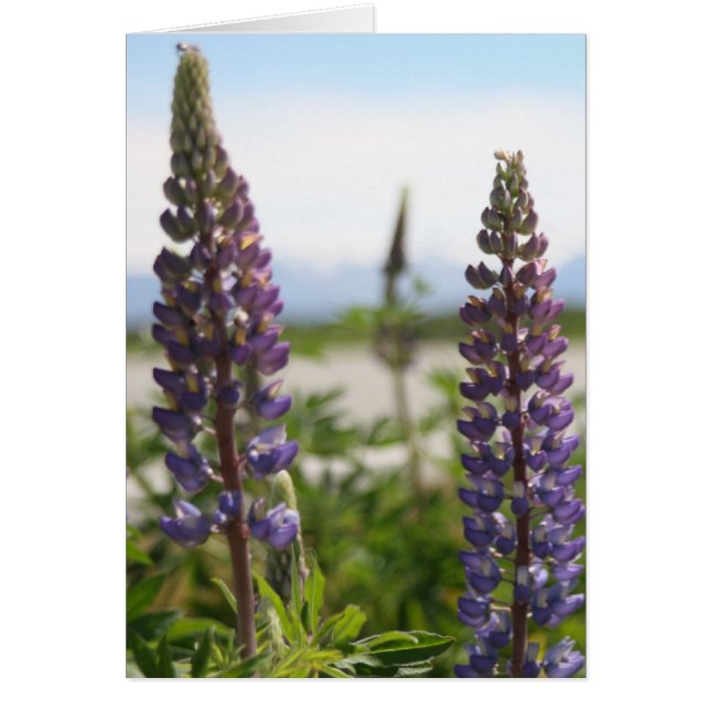 Cartão pétalas roxas (Frente)