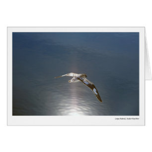 Cartão Petrel do cabo, porto de Neko