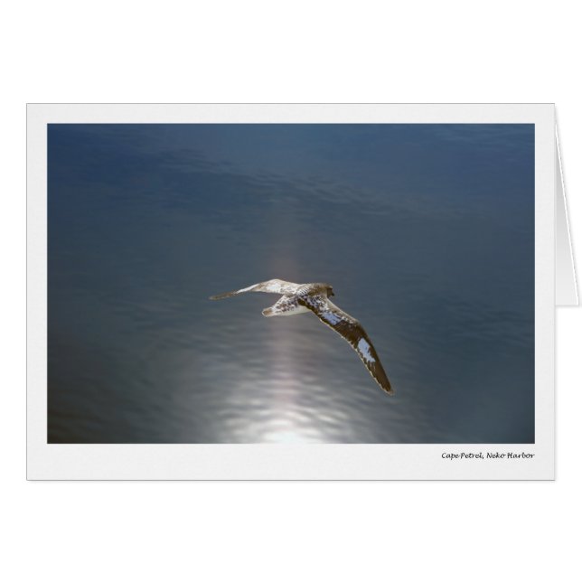 Cartão Petrel do cabo, porto de Neko (Frente Horizontal)