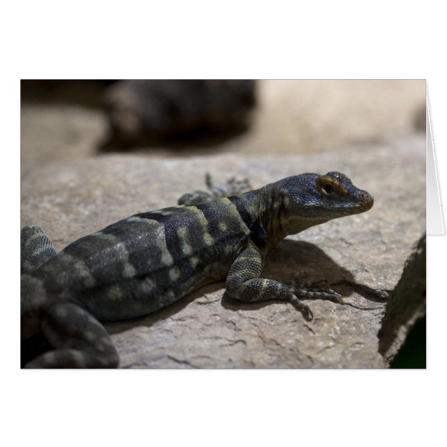 Cartão Petrosaurus thalassinus (Frente Horizontal)