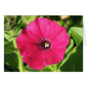 Cartão Petunia Rosa bonito
