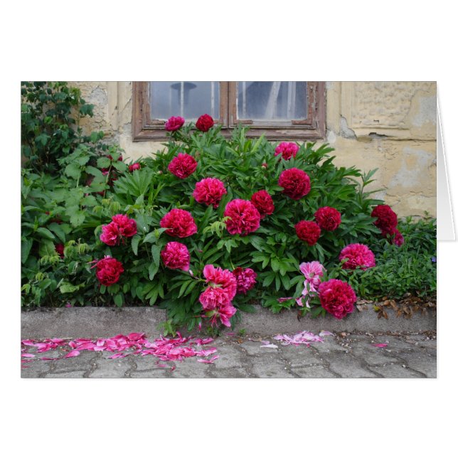 Cartão Pfingstrosen (Frente Horizontal)