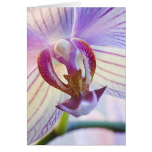 Cartão Phalaenopsis