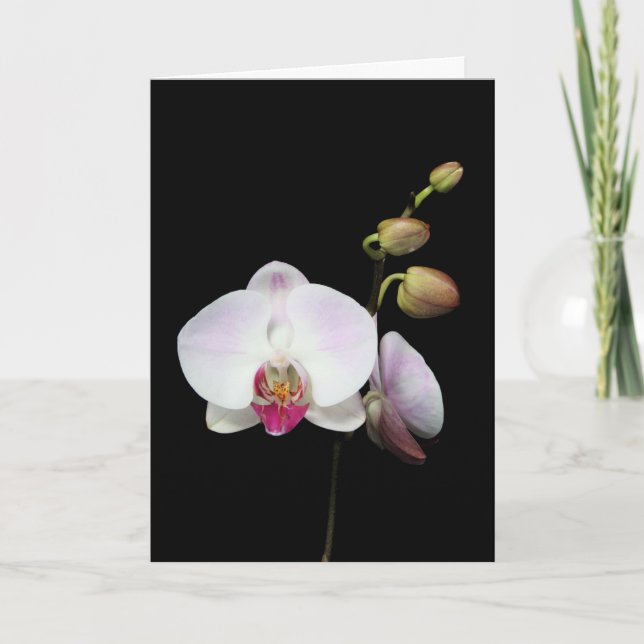 Cartão "Phalaenopsis" Card (Frente)