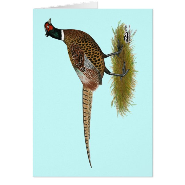 Cartão Pheasant Rooster (Frente)