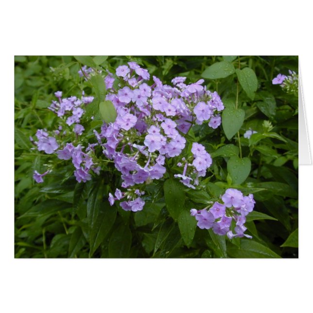 Cartão Phlox blossoms (Frente Horizontal)
