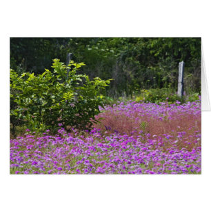 Cartão Phlox de Drummond, Phlox drummondi, Hilton Head