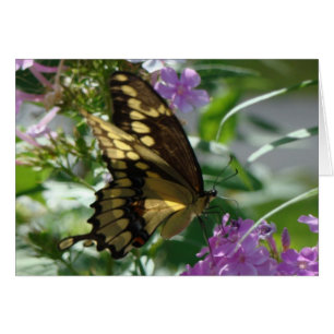 Cartão Phlox de Swallowtail Butterfly&Lavendar
