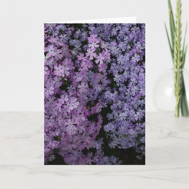 Cartão Phlox em Abundância (Frente)