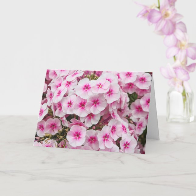 Cartão Phlox. Friary Gardens, Cardiff, Gales. (Orquídea)