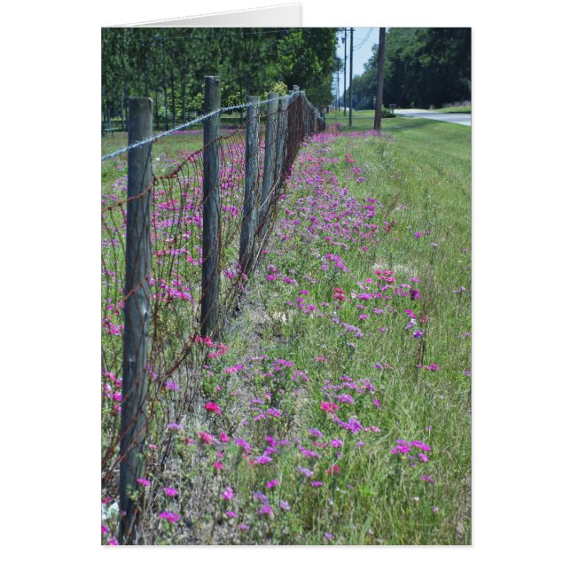 Cartão Phlox Selvagem (Frente)