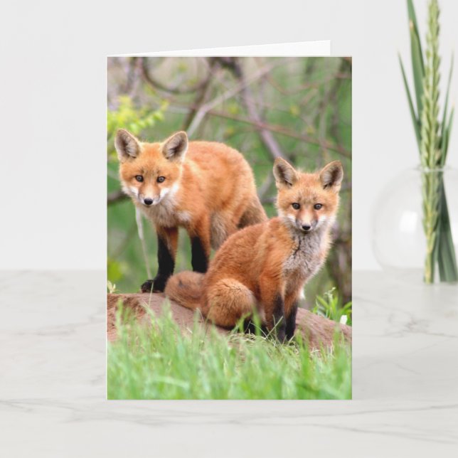 Cartão Photo of adorable red fox kits (Frente)