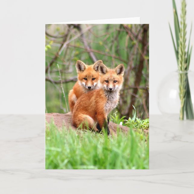Cartão Photo of adorable red fox kits sitting together (Frente)