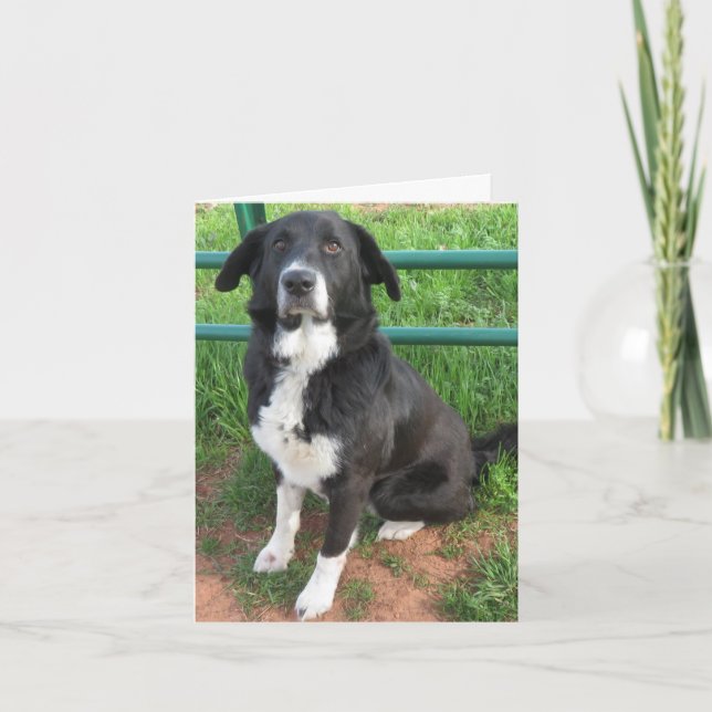 Cartão Photo of shelter dog (Frente)