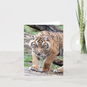 Cartão Photo tiger , pet , animals . card