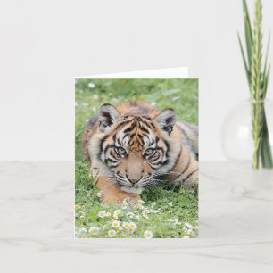 Cartão Photo tiger , pet , animals . card
