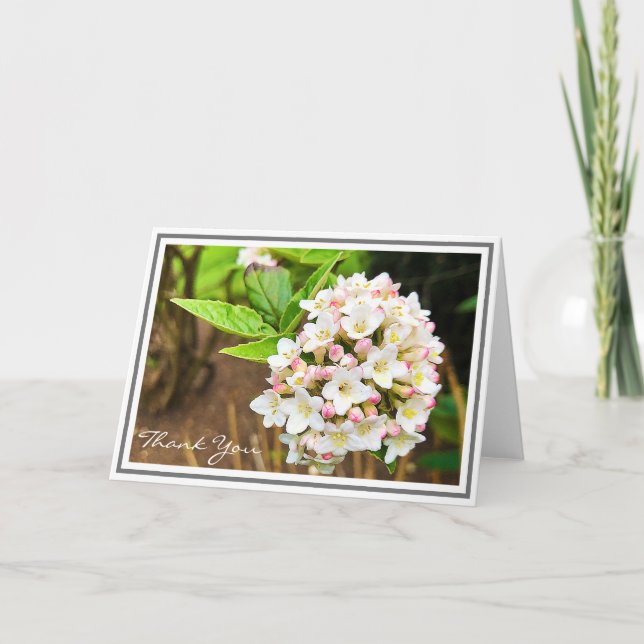 Cartão Photo White Viburnum Pink Buds and Green Foliage (Frente)