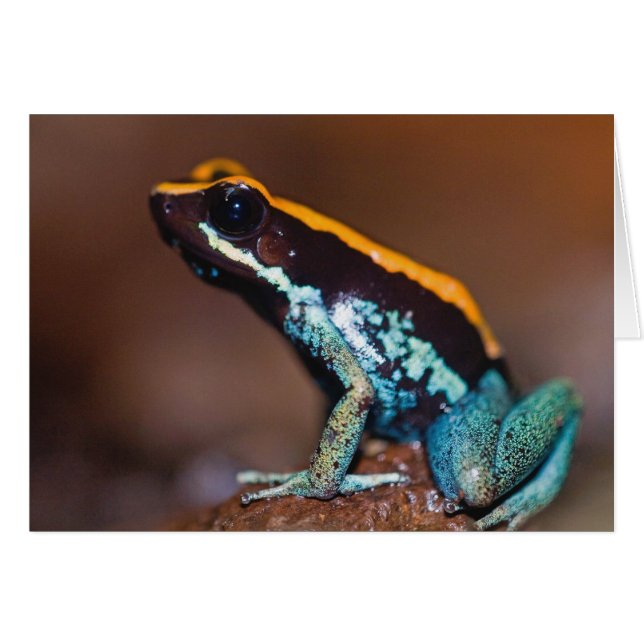 Cartão Phyllobates vittatus, um sapo de veneno (Frente Horizontal)