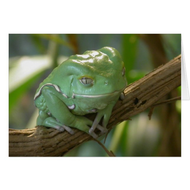 Cartão Phyllomedusa sauvagii (Frente Horizontal)