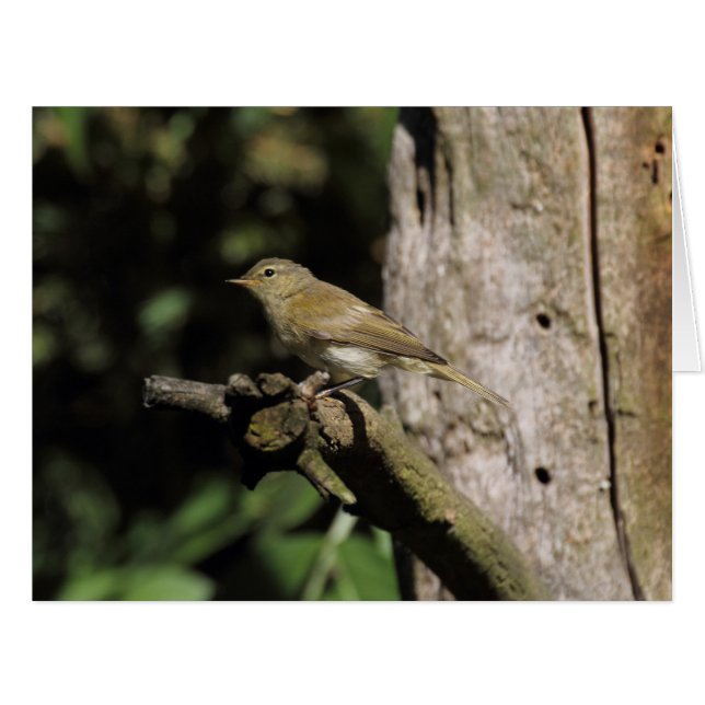 Cartão Phylloscopus collybita (Frente horizontal)
