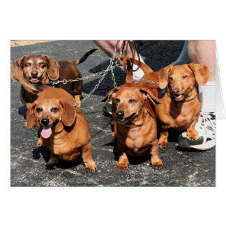 Cartão Pia Bink vermelho Rommel - Dachshund Photo-09