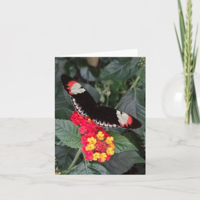 Cartão Piano Key Butterfly Notecard (Frente)