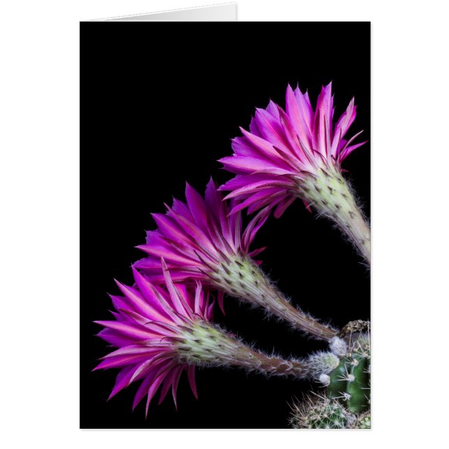 Cartão Piazza de todas as redondezas (Frente)