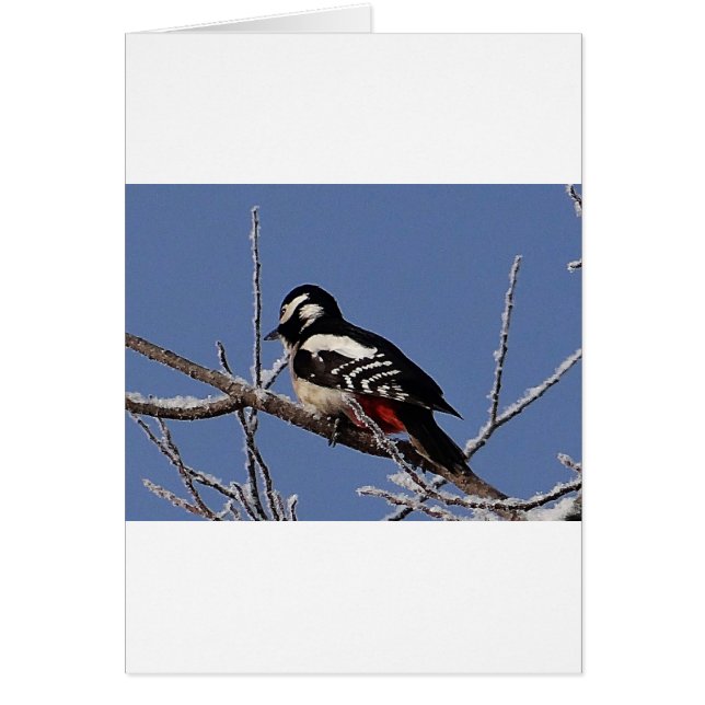 Cartão Pica-pau bonito (Frente)