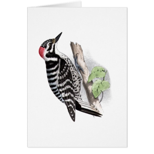 Cartão Pica-pau de Pileated (Frente)