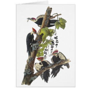 Cartão Pica-pau de Pileated, John Audubon