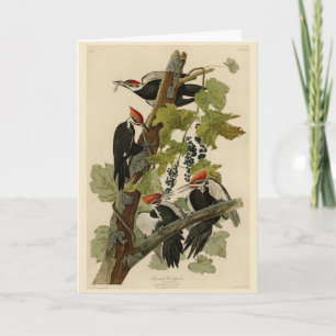 Cartão Pica-pau pileado das aves de Audubon da América