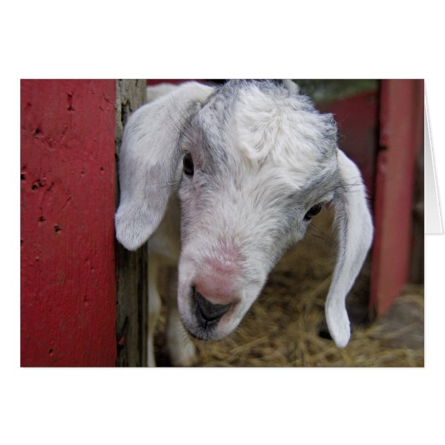 Cartão Picos De Cabra De Bebê A Partir Do Barn Vermelho (Frente Horizontal)