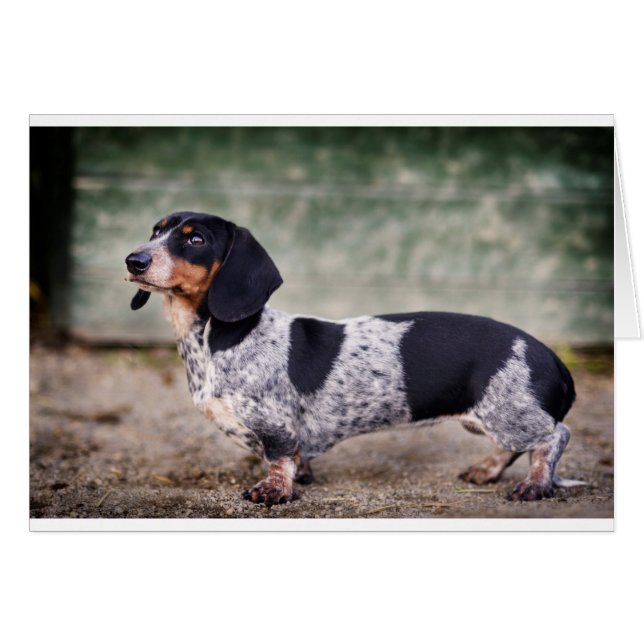 Cartão Piebald dachshund (Frente Horizontal)