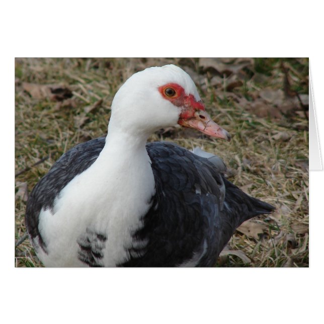 Cartão Pied Muscovy Hen (Frente Horizontal)
