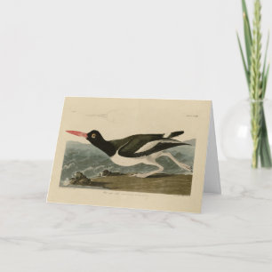 Cartão Pied oyster catcher - Audubon's Birds of America