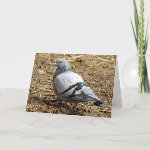 Cartão Pigeon Blank Greeting Card