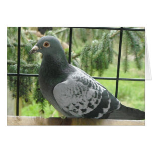 Cartão Pigeon Perfeito