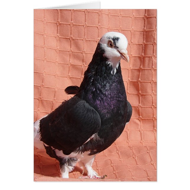 Cartão Pigeon Portrait (Frente)