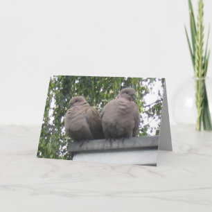 Cartão Pigeons postcard