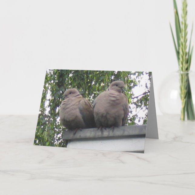 Cartão Pigeons postcard (Frente)