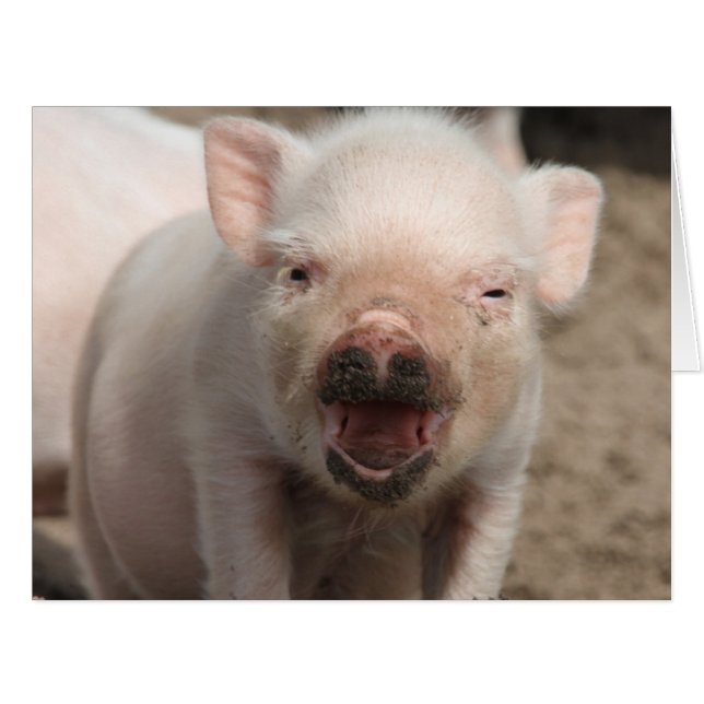 Cartão Piglet_2014_1101 (Frente horizontal)