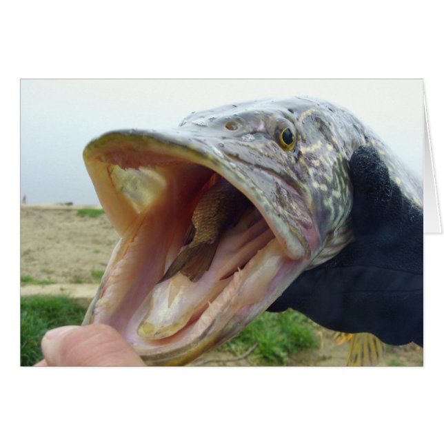 Cartão Pike com fome (Frente Horizontal)